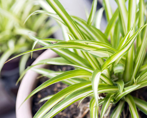 Dorlotez vos plantes en les protégeant des pucerons et soigner celles qui sont malades
